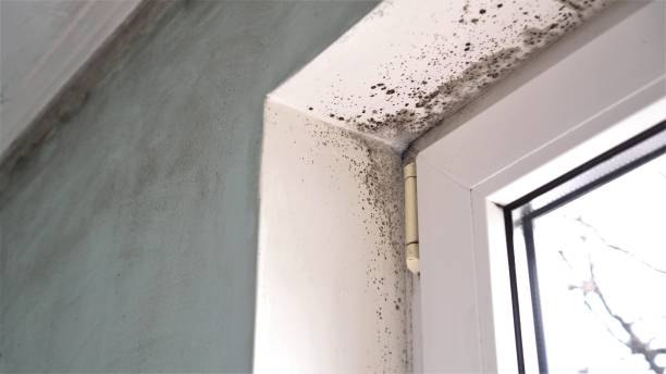 Crawl Space Mold Removal in Rock Hill, MO