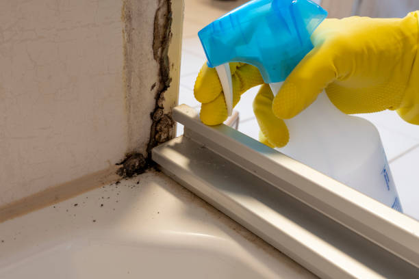 Best Toxic Mold Removal  in Rock Hill, MO