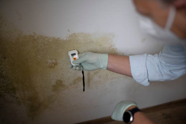 Home Mold Removal in Rock Hill, MO