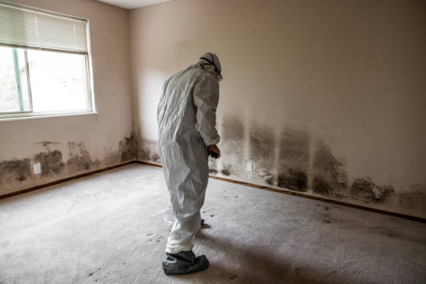 Best Commercial Mold Removal  in Rock Hill, MO