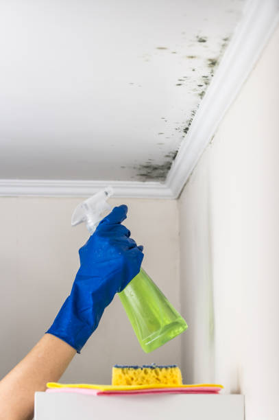 Best Home Mold Removal  in Rock Hill, MO