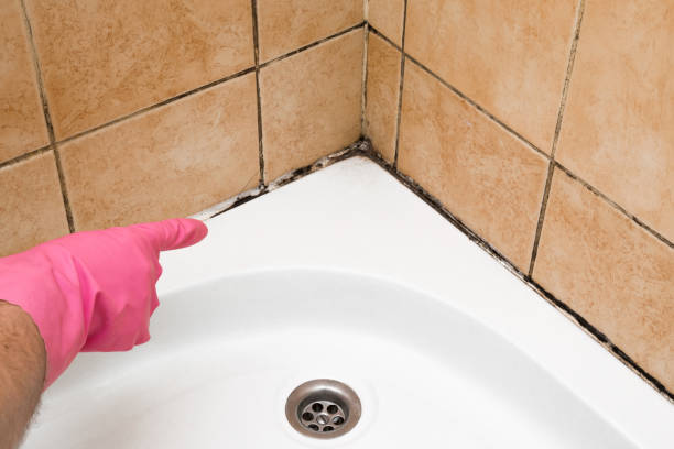 Rock Hill, MO Mold Removal Company