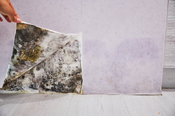 Best Affordable Mold Removal  in Rock Hill, MO